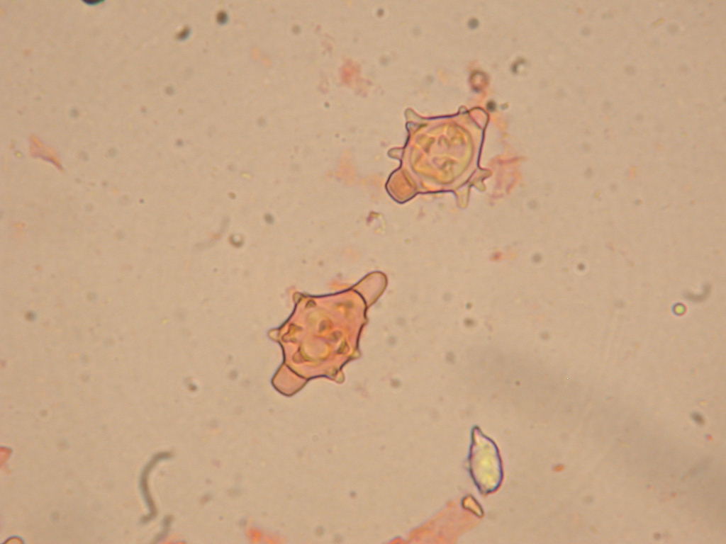 Sar� facile ....  ???   Quizzzz